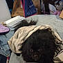 dog, blanket, black_fur, pet, bed, cozy, indoor, fur, curious_eyes, resting, animal, snuggled, comfort, household, stuffed, clutter, fabric, dark_fur, small_dog, wrapped