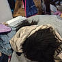 Guy is registered to the contest to win money with this photo: dog, blanket, black_fur, fur, bed, indoor, clutter, pile, fabric, soft, household, resting, cozy, dark_fur, wrapped, pet, messy, comfort, home, laying