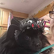 Guy is registered to the contest to win money with this photo: dog, black_dog, costume, hat, spider_hat, pet, indoor, person, glasses, face_partial, fur, cute, closeup, home, cabinet, clothing, shoulder, textile, light, animal