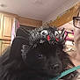 dog, black_dog, costume, hat, spider_hat, pet, indoor, person, glasses, face_partial, fur, cute, closeup, home, cabinet, clothing, shoulder, textile, light, animal