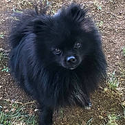 Guy is registered to the contest to win money with this photo: adorable, animal, black_dog, canine, companion, curious, cute, dirt, dog, fluffy, friendly, fur, garden, grass, looking_up, nature, outdoor, pet, portrait, small_dog