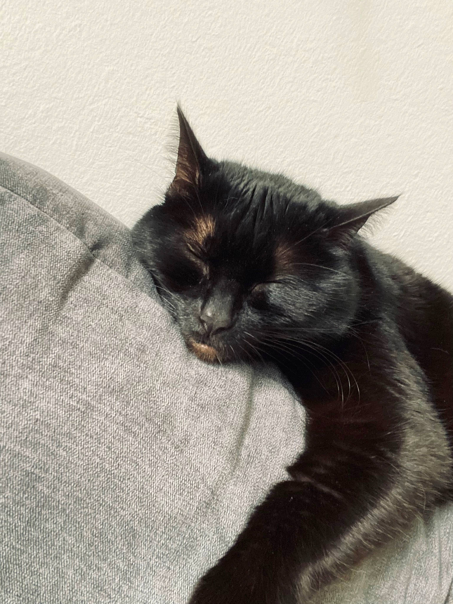 Absinthe participe au concours pour gagner de l'argent avec cette photo : black_cat, bombay, carnivore, cat, claw, comfort, domestic_short_haired_cat, felidae, fur, grey, monochrome_photography, nap, paw, small_to_medium_sized_cats, snout, tail, terrestrial_animal, whiskers