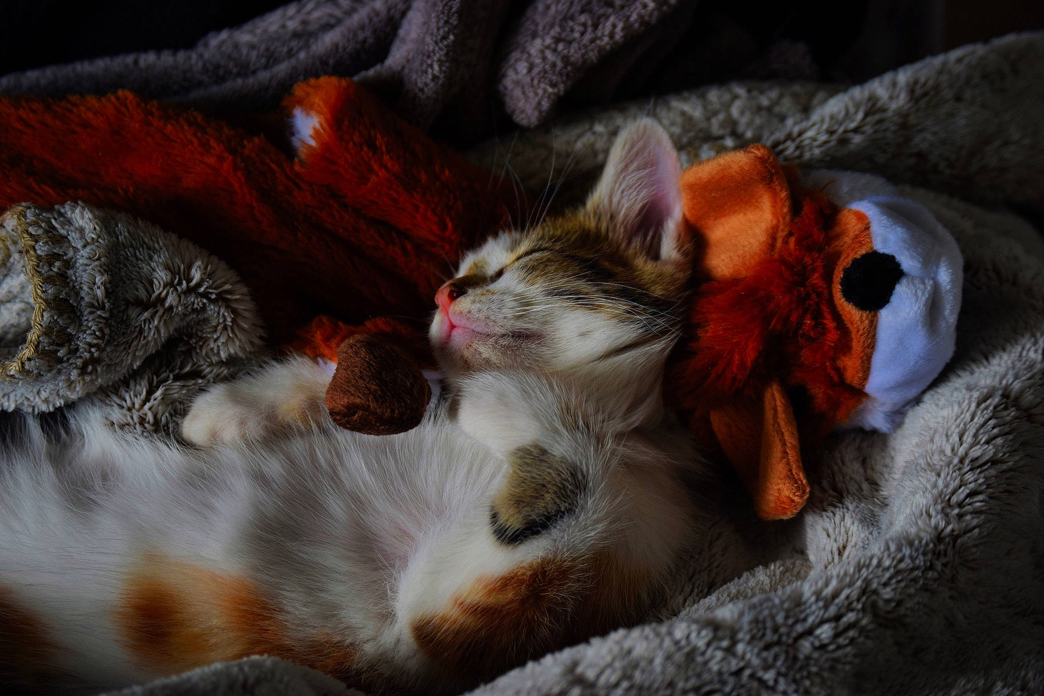 Raven a rejoint le concours — aidez-le/la à gagner de superbes lots ! art, carnivore, cat, claw, comfort, domestic_short_haired_cat, fawn, felidae, fur, grass, nap, paw, plant, sleep, small_to_medium_sized_cats, snout, tail, tree, whiskers, wildlife