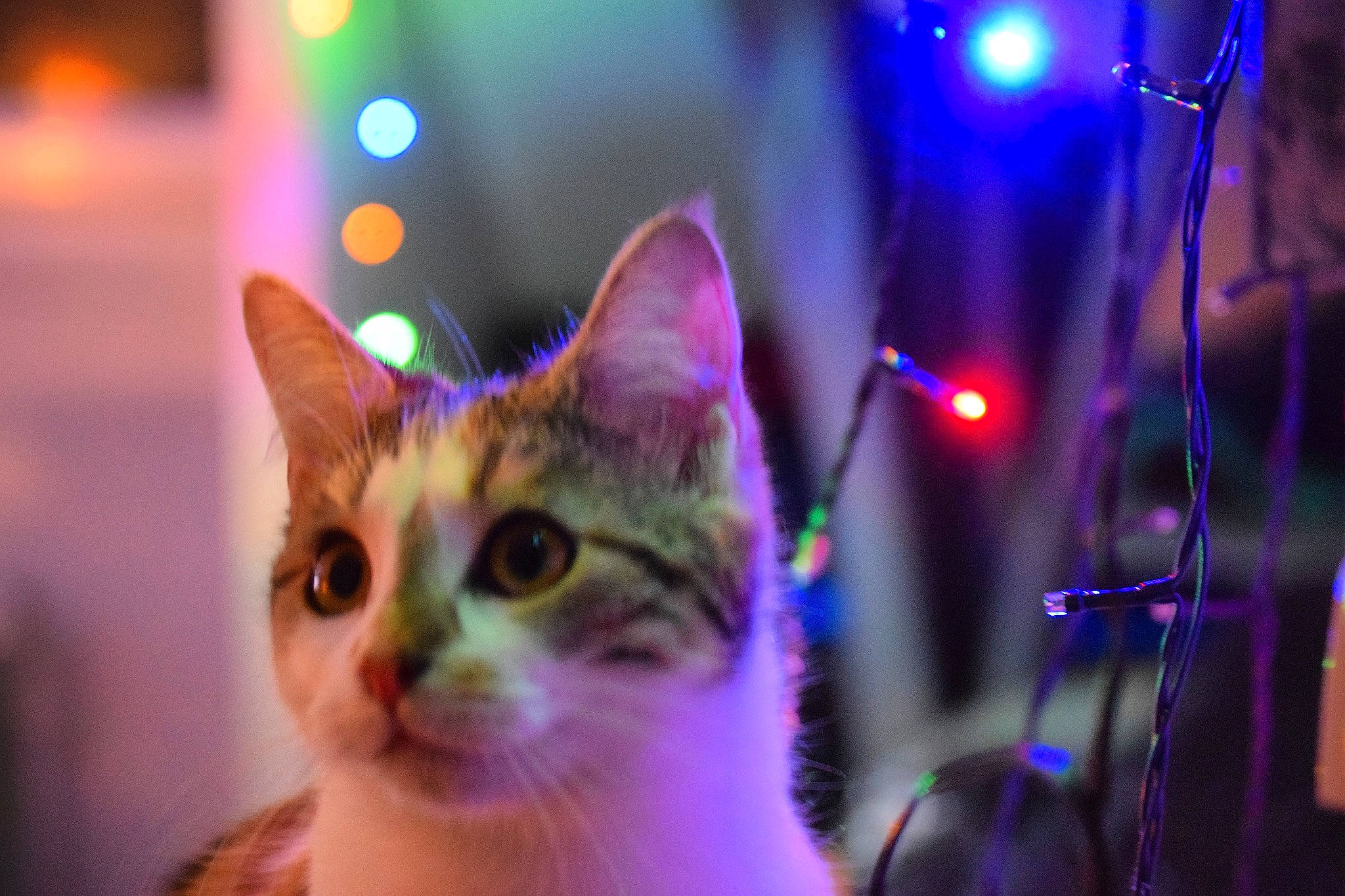 Raven a rejoint le concours — aidez-le/la à gagner de superbes lots ! carnivore, cat, domestic_short_haired_cat, electric_blue, entertainment, event, fawn, felidae, fun, fur, magenta, music, music_artist, performing_arts, plant, public_event, purple, small_to_medium_sized_cats, tree, whiskers