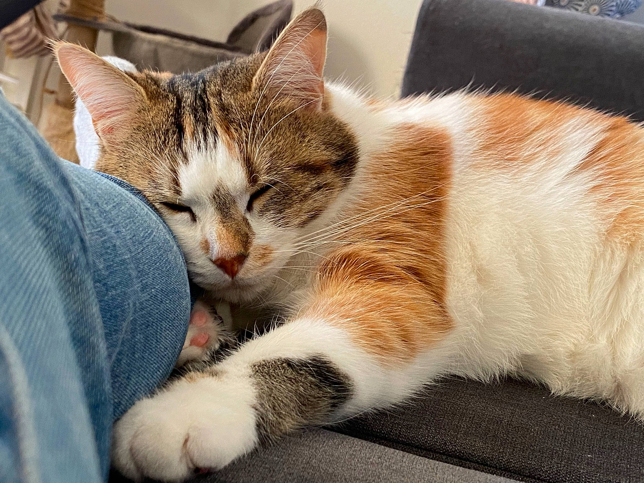 Raven a rejoint le concours — aidez-le/la à gagner de superbes lots ! carnivore, cat, claw, comfort, domestic_short_haired_cat, felidae, foot, fur, nap, paw, sitting, sleep, small_to_medium_sized_cats, snout, tail, whiskers