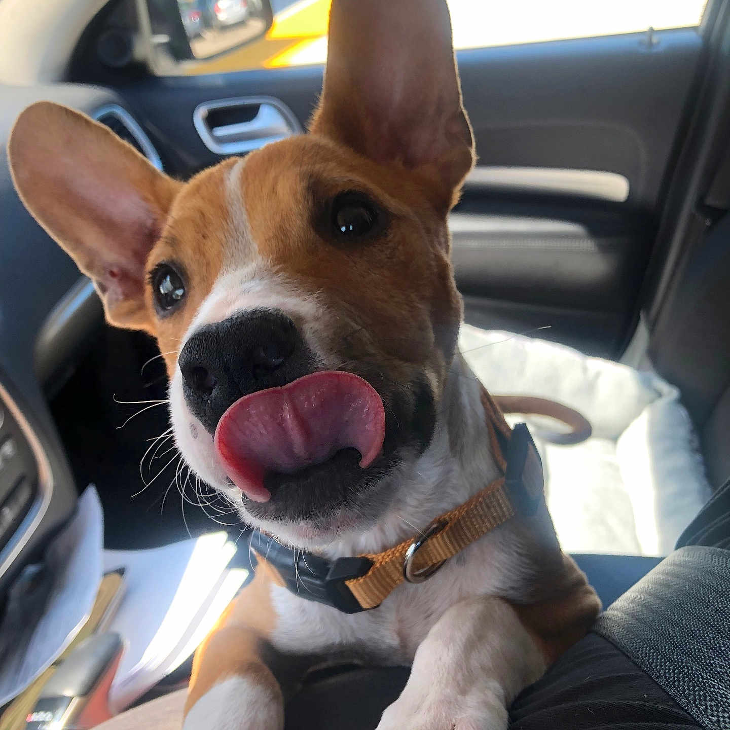 Macchiato is registered to the contest to win money with this photo: alloywheel, animal, bodypart, canine, car, carwheel, cushion, dog, homedecor, hound, machine, mouth, person, pet, puppy, spoke, tire, transportation, vehicle, wheel