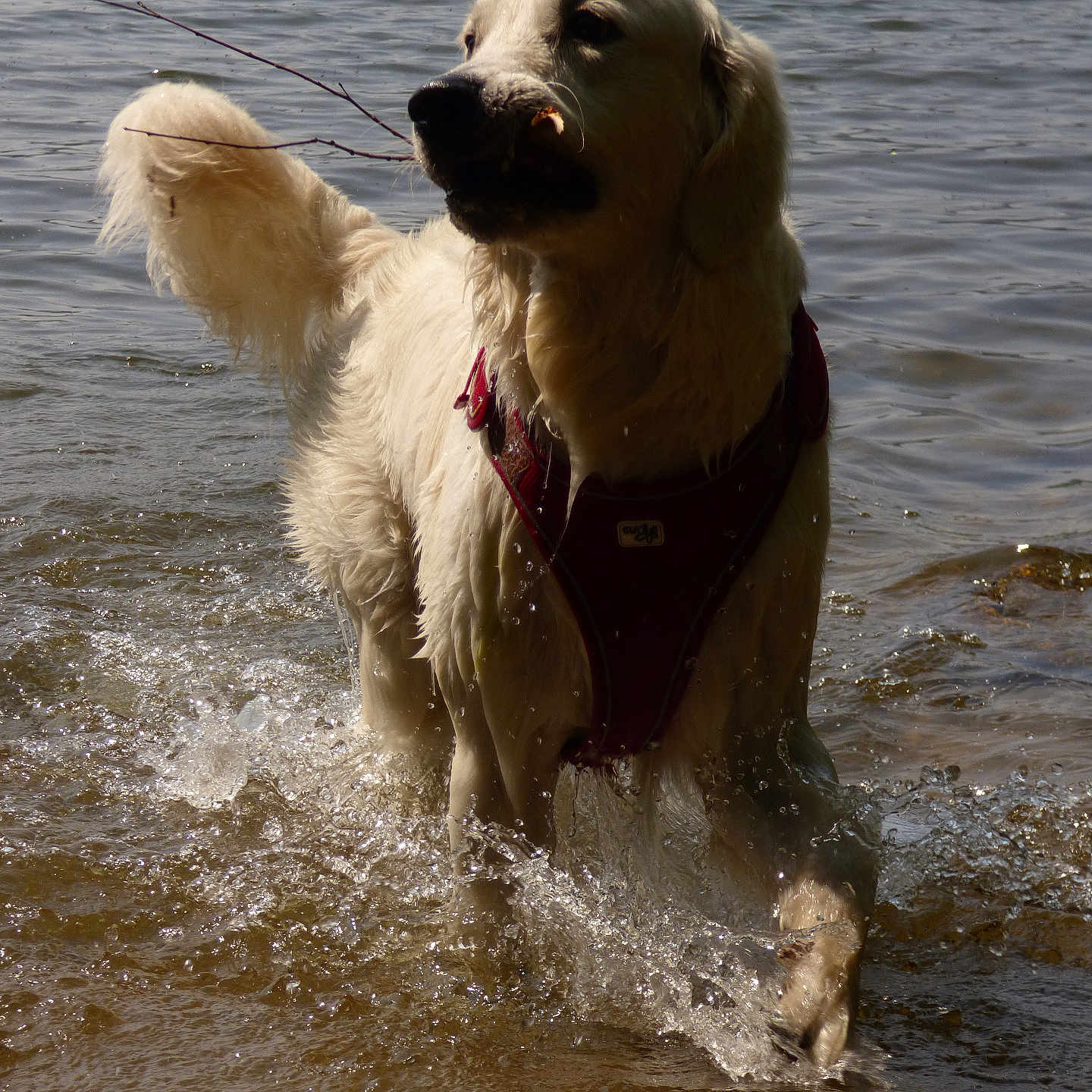 Valoup a rejoint le concours — aidez-le/la à gagner de superbes lots ! animal, canine, daylight, dog, fur, golden_retriever, happy, lake, muzzle, nature, outdoor, pet, playing, splashing, stick, summer, walking, water, water_splash, wet