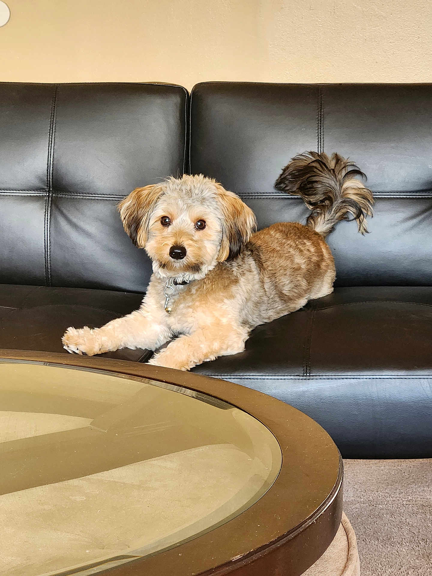 Onyx is registered to the contest to win money with this photo: dog, pet, couch, leather, indoor, furniture, table, glass, tail, curled_tail, fur, brown_fur, beige_fur, collar, relaxed, looking_at_camera, living_room, carpet, cute, small_dog
