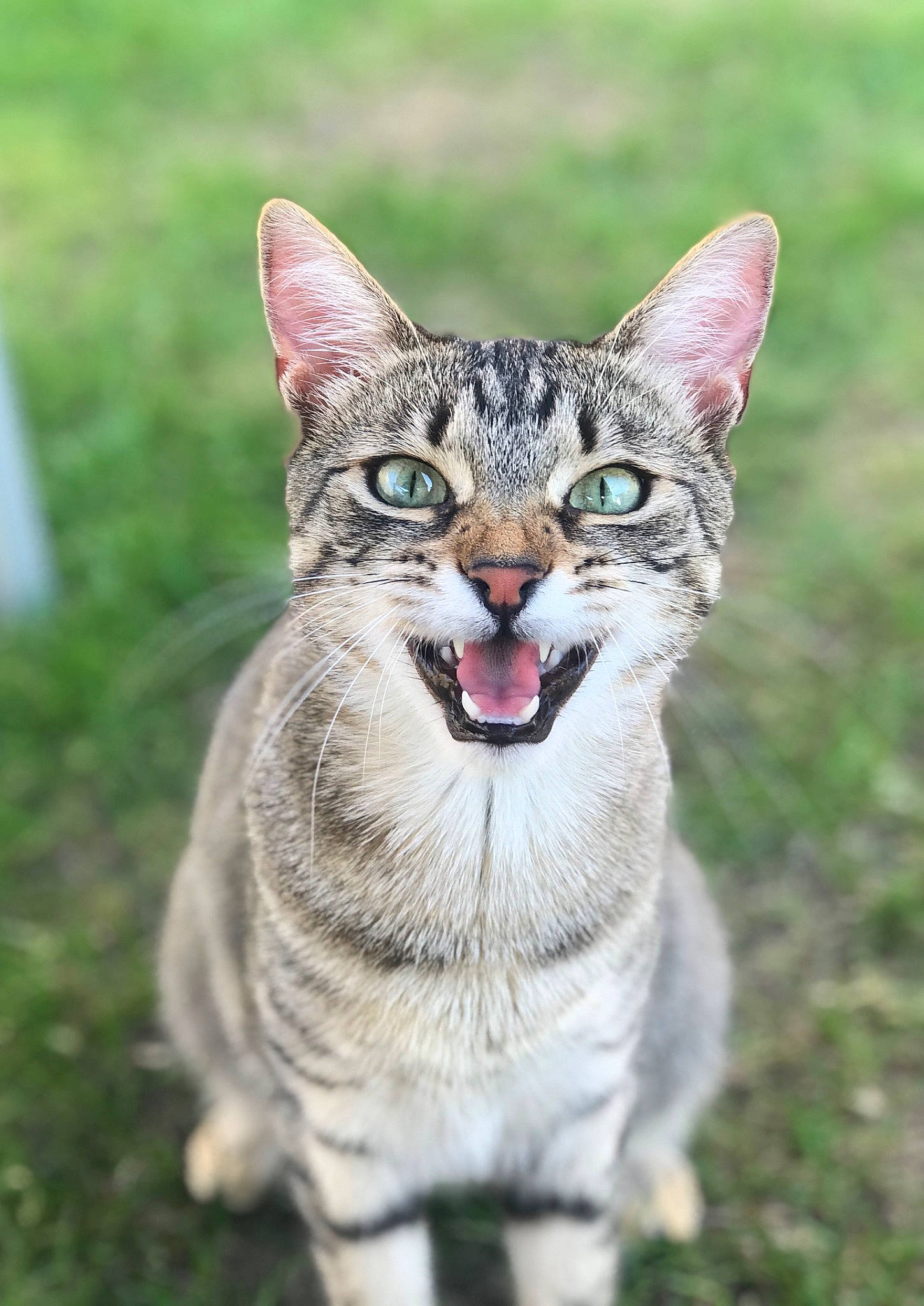 Delphie joined the competition — help win amazing prizes! carnivore, cat, domestic_short_haired_cat, fang, felidae, fur, grass, paw, small_to_medium_sized_cats, snout, tail, terrestrial_animal, whiskers, wildlife, yawn