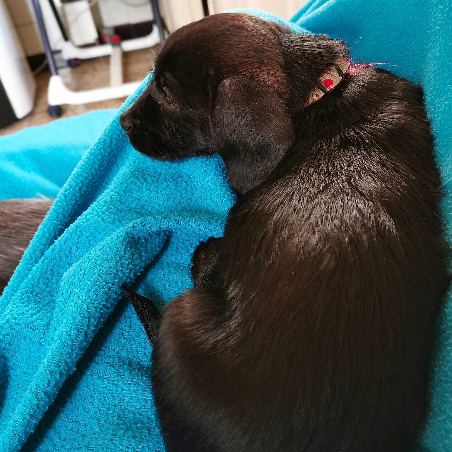 Tina