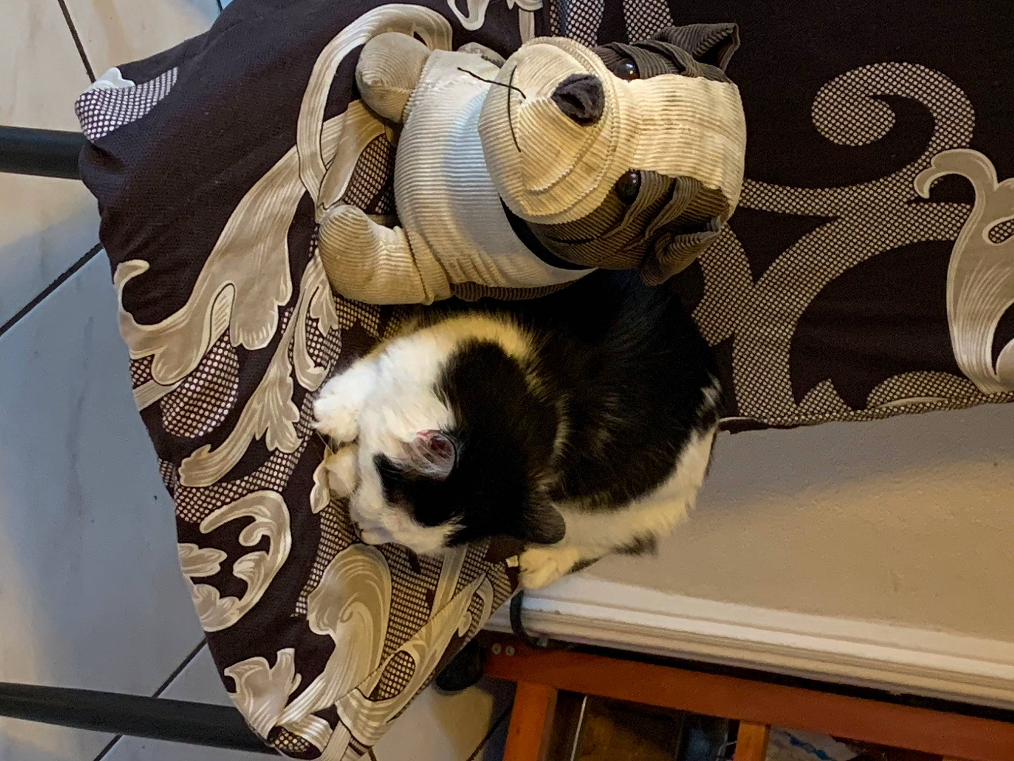 Loulou participe au concours pour gagner de l'argent avec cette photo : canidae, carnivore, cat, comfort, companion_dog, dog_breed, domestic_short_haired_cat, fawn, felidae, fur, mammal, pattern, paw, room, small_to_medium_sized_cats, snout, sporting_group, tail, whiskers, wood