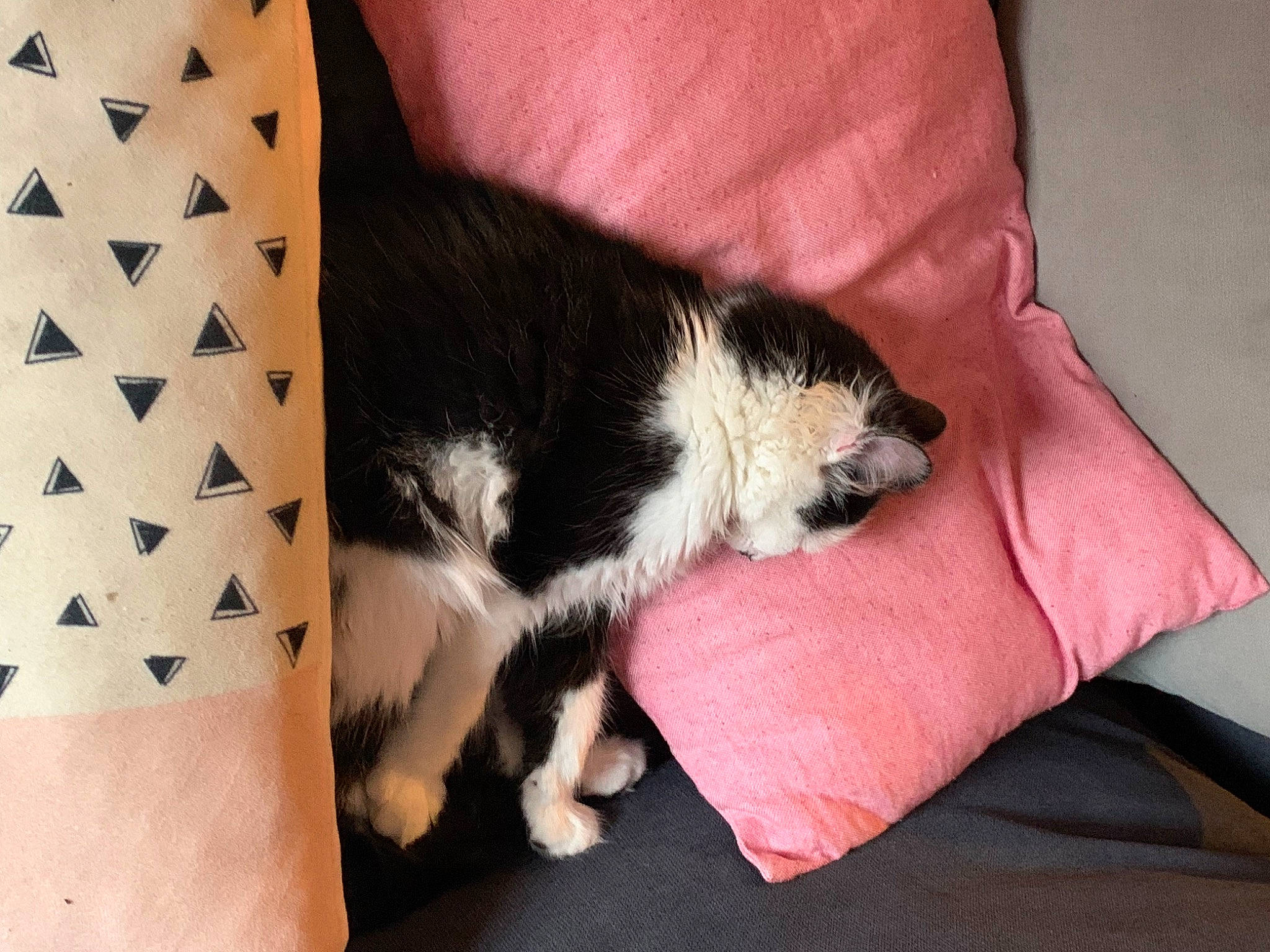 Loulou a rejoint le concours — aidez-le/la à gagner de superbes lots ! carmine, carnivore, cat, claw, comfort, companion_dog, dog_breed, domestic_short_haired_cat, felidae, foot, fur, human_leg, lap, nap, pattern, paw, puppy, small_to_medium_sized_cats, tail, whiskers