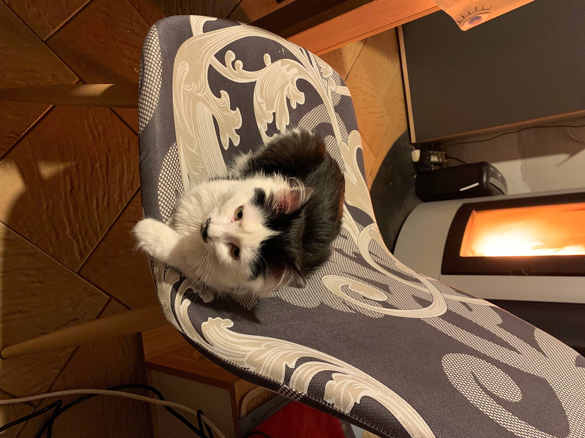 Loulou a rejoint le concours — aidez-le/la à gagner de superbes lots ! automotive_design, beard, canidae, carnivore, comfort, companion_dog, couch, dog_breed, felidae, flooring, fur, non_sporting_group, paw, room, sitting, small_to_medium_sized_cats, sporting_group, sports_equipment, toy_dog, whiskers