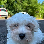 Ascot participe au concours pour gagner de l'argent avec cette photo : animal, asphalt, close_up, curious, cute, daytime, dog, fluffy, greenery, nature, outdoor, parked_cars, pet, portrait, puppy, road, sunlight, trees, white_fur, young_dog