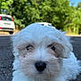 animal, asphalt, close_up, curious, cute, daytime, dog, fluffy, greenery, nature, outdoor, parked_cars, pet, portrait, puppy, road, sunlight, trees, white_fur, young_dog