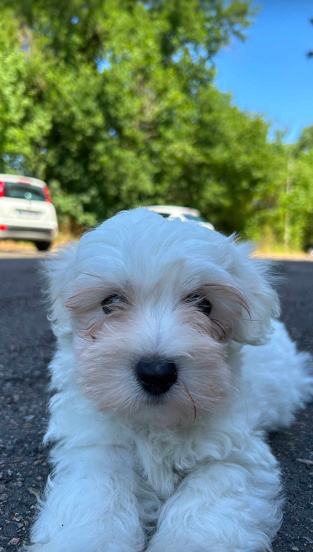 Ascot participe au concours pour gagner de l'argent avec cette photo : animal, asphalt, close_up, curious, cute, daytime, dog, fluffy, greenery, nature, outdoor, parked_cars, pet, portrait, puppy, road, sunlight, trees, white_fur, young_dog
