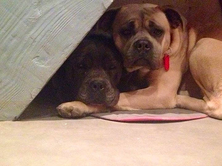 Louna a rejoint le concours — aidez-le/la à gagner de superbes lots ! canidae, carnivore, comfort, companion_dog, dog, dog_breed, fawn, floor, flooring, hardwood, molosser, paw, puppy_love, snout, sporting_group, terrestrial_animal, toy_dog, wood, working_animal, wrinkle