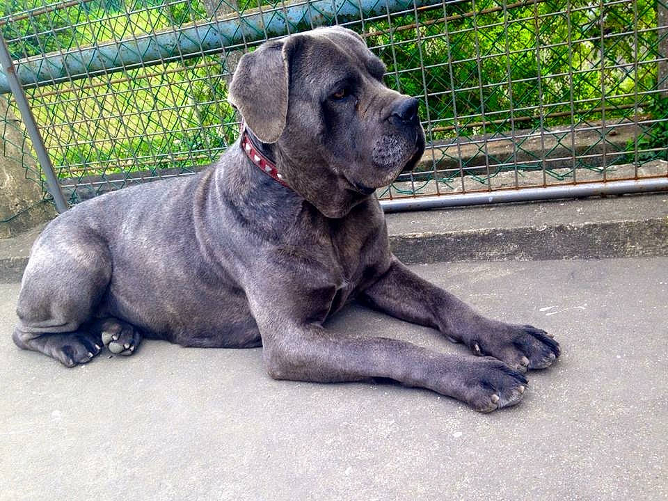 Louna participe au concours pour gagner de l'argent avec cette photo : canidae, carnivore, collar, companion_dog, dog, dog_breed, dog_collar, dog_supply, fence, guard_dog, leash, mesh, pet_supply, plant, snout, tail, terrestrial_animal, wire_fencing, working_animal, working_dog