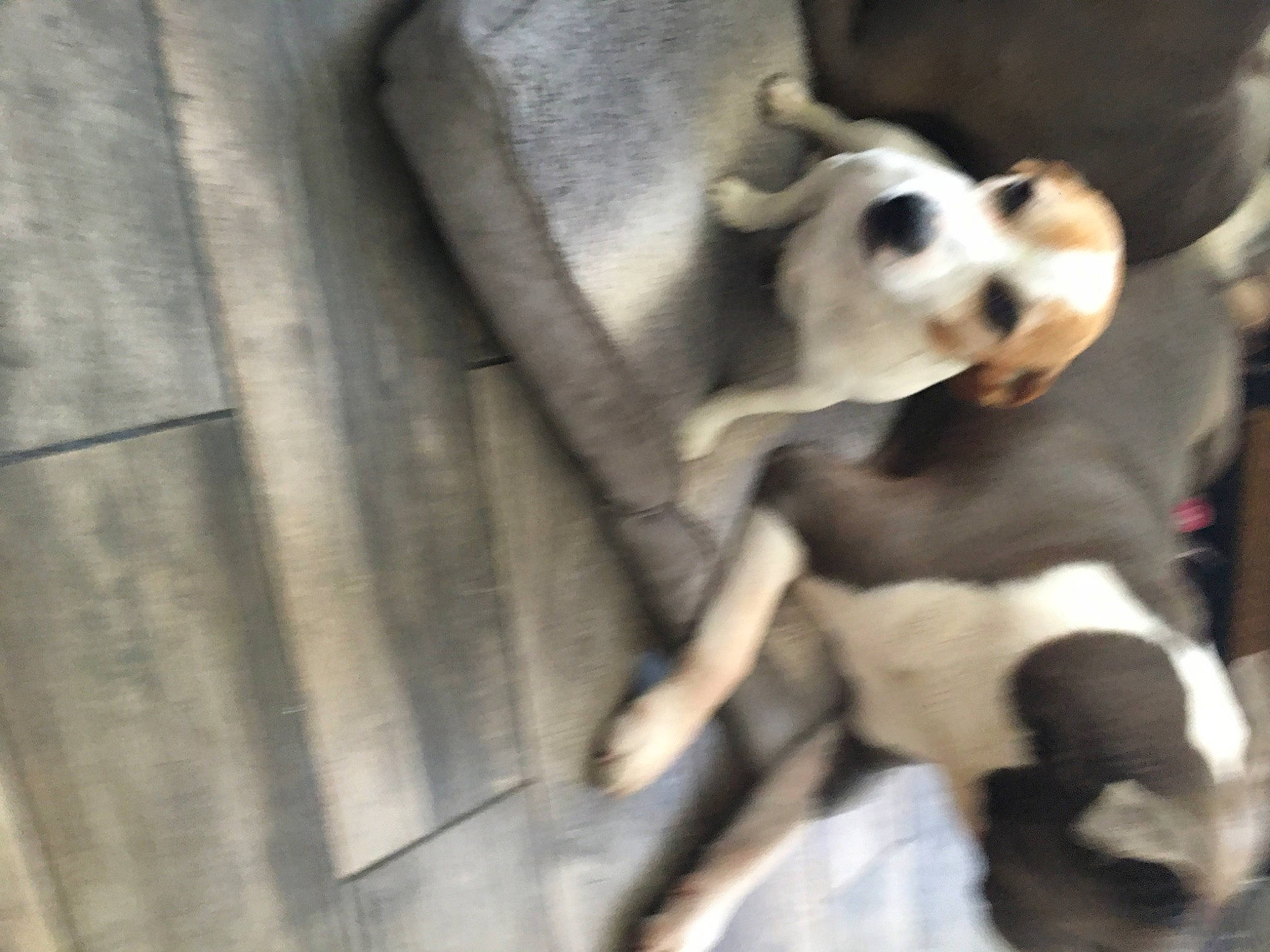 Lola a rejoint le concours — aidez-le/la à gagner de superbes lots ! ancient_dog_breeds, canidae, carnivore, companion_dog, dog, dog_breed, dog_supply, fawn, fur, non_sporting_group, paw, pet_supply, puppy, snout, sporting_group, tail, terrestrial_animal, toy_dog, wood, working_animal