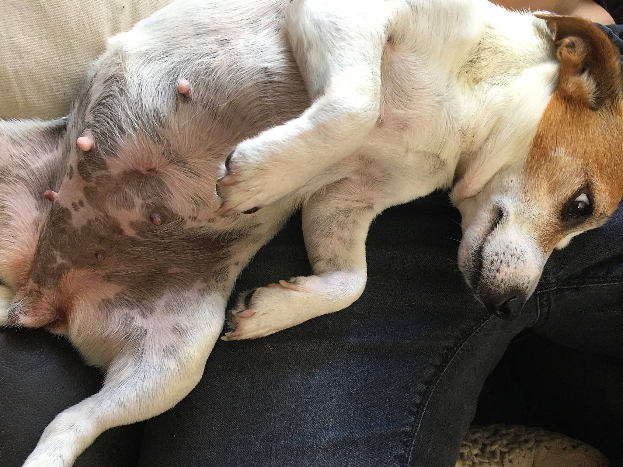 Lola participe au concours pour gagner de l'argent avec cette photo : bored, canidae, carnivore, comfort, companion_dog, dog, dog_breed, fawn, fur, nap, non_sporting_group, paw, snout, sporting_group, tail, terrestrial_animal, whiskers