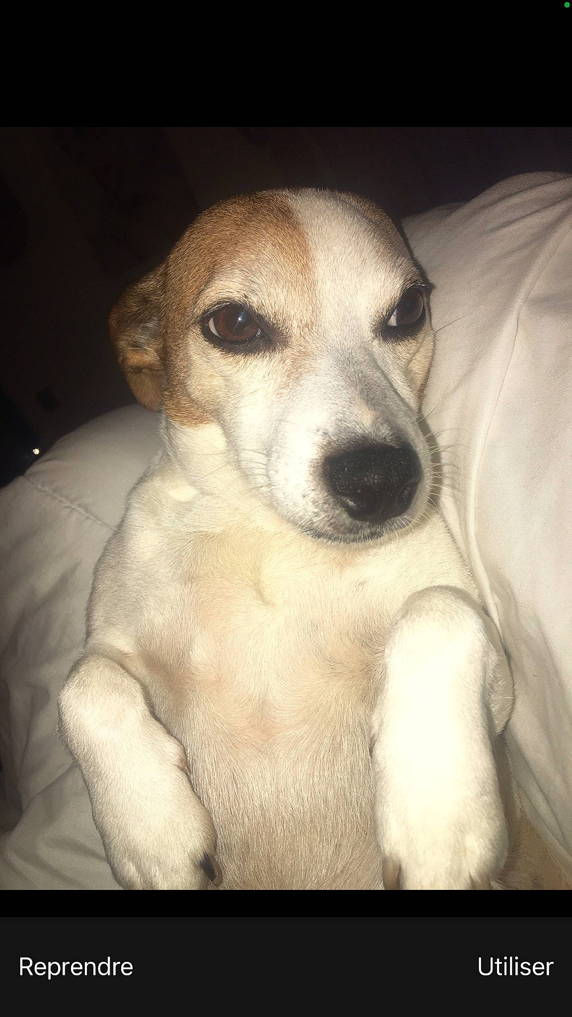 Lola participe au concours pour gagner de l'argent avec cette photo : canidae, carnivore, comfort, companion_dog, dog, dog_breed, ear, fawn, fur, non_sporting_group, paw, snout, sporting_group, terrestrial_animal, whiskers, working_animal