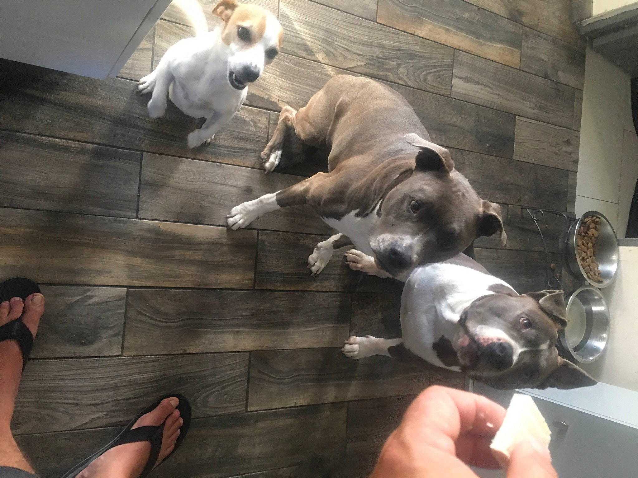 Lola participe au concours pour gagner de l'argent avec cette photo : barefoot, carnivore, comfort, companion_dog, dog, dog_breed, fawn, floor, flooring, foot, hardwood, human_leg, sandal, snout, sporting_group, tail, thigh, wood, wood_flooring, working_animal