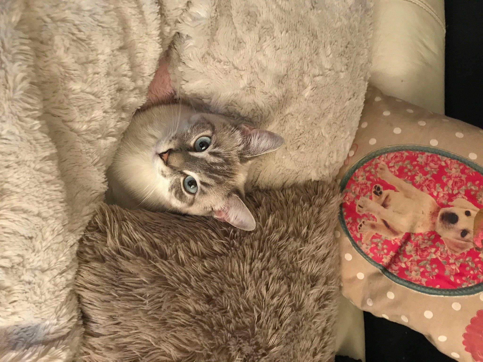 Samedi participe au concours pour gagner de l'argent avec cette photo : carnivore, cat, cat_bed, cat_supply, cat_toy, comfort, domestic_short_haired_cat, fawn, felidae, fur, grey, paw, small_to_medium_sized_cats, tail, whiskers