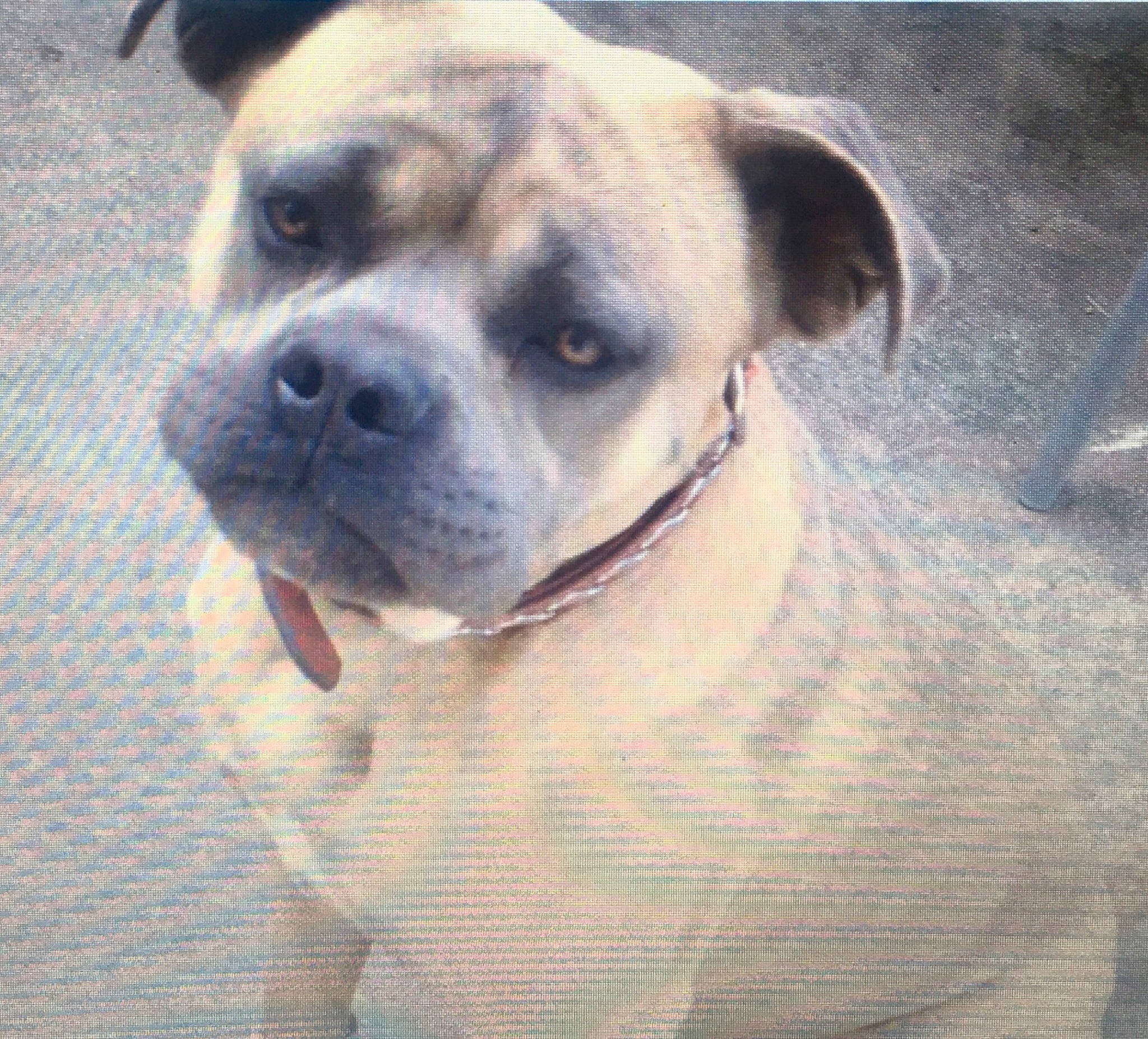 Packo participe au concours pour gagner de l'argent avec cette photo : canidae, carnivore, cloud, companion_dog, dog, dog_breed, eye, fawn, fur, head, non_sporting_group, pet_supply, snout, sporting_group, terrestrial_animal, toy_dog, whiskers, window, working_animal, wrinkle