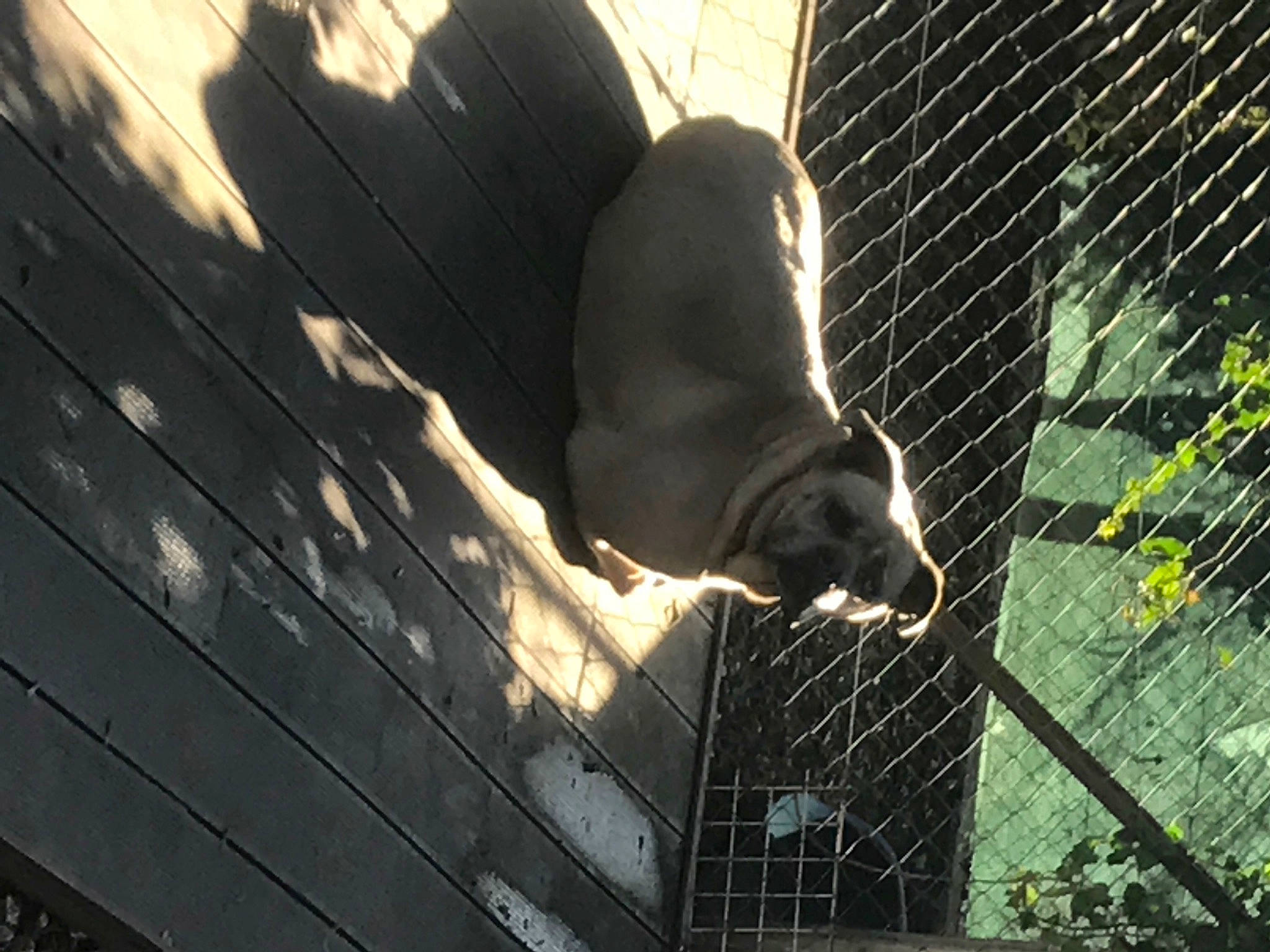 Packo a rejoint le concours — aidez-le/la à gagner de superbes lots ! animal_shelter, cage, chain_link_fencing, domestic_short_haired_cat, felidae, fence, fur, mesh, net, pet_supply, small_to_medium_sized_cats, snout, tail, terrestrial_animal, tints_and_shades, whiskers, wildlife, window, wire_fencing, wood