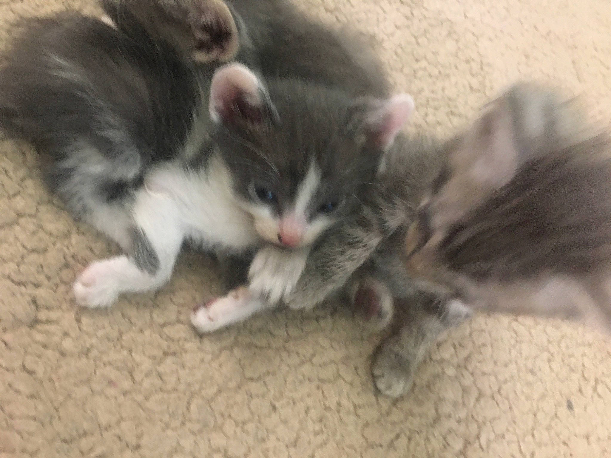 Chatons Mistigry Samedi a rejoint le concours — aidez-le/la à gagner de superbes lots ! carnivore, cat, cat_toy, claw, comfort, domestic_short_haired_cat, felidae, flooring, fur, paw, small_to_medium_sized_cats, whiskers