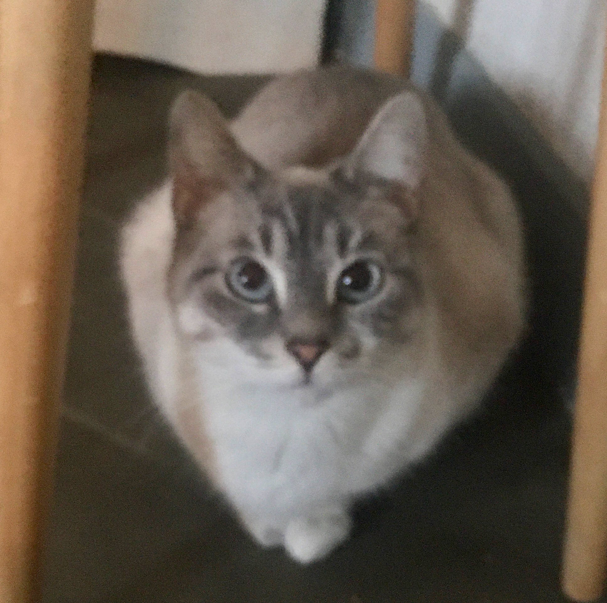 Chatons Mistigry Samedi a rejoint le concours — aidez-le/la à gagner de superbes lots ! animal_shelter, carnivore, cat, domestic_short_haired_cat, door, event, felidae, fur, photo_caption, small_to_medium_sized_cats, snout, tail, terrestrial_animal, whiskers, window, wood