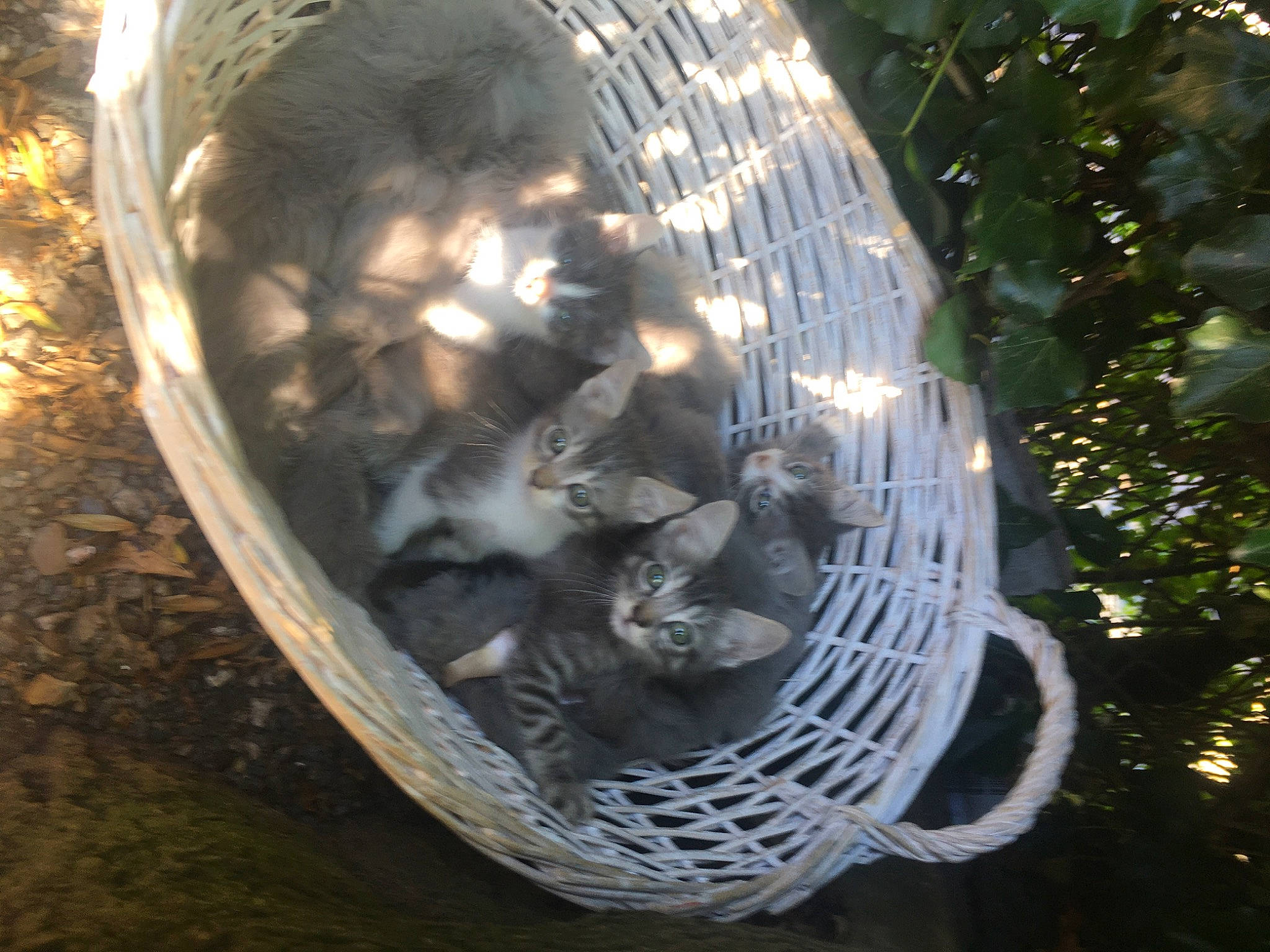 Chatons Mistigry Samedi