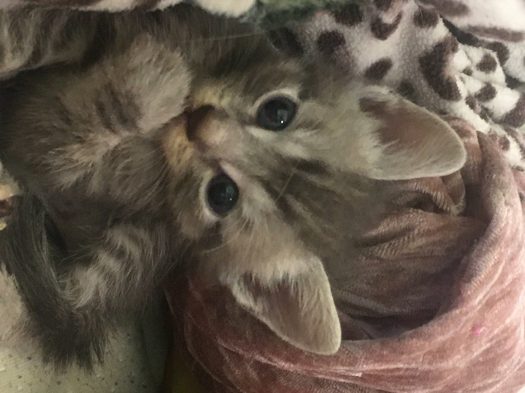 Chatons Mistigry Samedi a rejoint le concours — aidez-le/la à gagner de superbes lots ! big_cats, bird_of_prey, carnivore, cat, cat_bed, claw, domestic_short_haired_cat, fawn, felidae, fur, grey, maine_coon, monochrome, paw, small_to_medium_sized_cats, snout, tail, terrestrial_animal, whiskers, wildlife