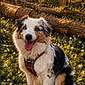 dog, australian_shepherd, forest, tree_stump, flowers, sunlight, nature, outdoor, happy, pet, animal, fur, canine, spring, greenery, sunset, smiling, sitting, daylight, wilderness