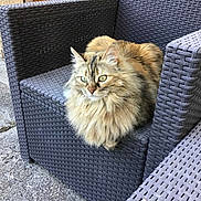 Izzy a rejoint le concours — aidez-le/la à gagner de superbes lots ! animal, cat, concrete, cute, daylight, domestic_cat, feline, fluffy_cat, fur, green_eyes, nature, outdoor_chair, pattern, pet, relaxed, resting, sidewalk, sitting, texture, woven_chair