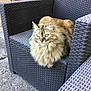 animal, cat, concrete, cute, daylight, domestic_cat, feline, fluffy_cat, fur, green_eyes, nature, outdoor_chair, pattern, pet, relaxed, resting, sidewalk, sitting, texture, woven_chair