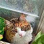 Savannah joined the competition — help win amazing prizes! cat, calico, green_eyes, fluffy, window, plants, leaf, cushion, indoor, pet, feline, relaxed, close_up, fur, whiskers, pink_nose, natural_light, domestic_animal, looking_at_camera, cozy