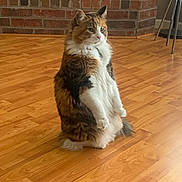 Savannah joined the competition — help win amazing prizes! cat, calico, standing, wooden_floor, indoor, brick_fireplace, family_photos, candles, garden_gnome, fur, pet, animal, curious, alert, home, cozy, decor, furniture, portrait, mammal