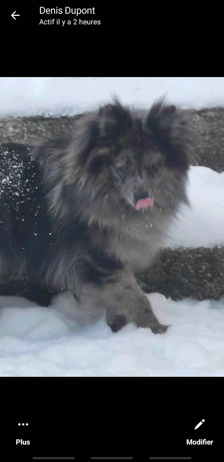Lipton participe au concours pour gagner de l'argent avec cette photo : canidae, carnivore, companion_dog, dog, dog_breed, event, fur, german_spitz, german_spitz_klein, german_spitz_mittel, keeshond, snout, snow, spitz, sporting_group, terrestrial_animal, toy_dog, whiskers, winter, working_animal