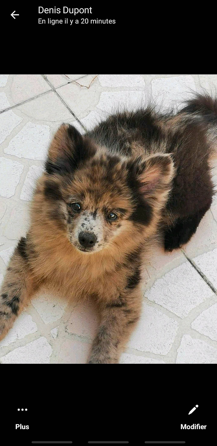 Lipton participe au concours pour gagner de l'argent avec cette photo : ancient_dog_breeds, art, canidae, canis, carnivore, companion_dog, dog, dog_breed, fawn, fur, procyonidae, puppy, sitting, snout, terrestrial_animal, whiskers, wildlife, wolf, working_animal, working_dog