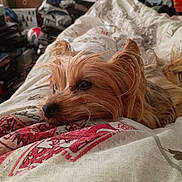 Lilmama is registered to the contest to win money with this photo: animal, bedroom, blanket, close_up, clutter, cozy, cute, dog, folded_clothes, furniture, indoor, lying_down, nostalgic, patterned_blanket, pet, relaxed, resting, silky_fur, small_dog, soft_light