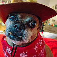 Jack joined the competition — help win amazing prizes! accessory, animal, bandana, brown, close_up, costume, cowboy_hat, cute, dog, domestic_animal, expression, eyes, face, fur, indoor, mouth, nose, pet, portrait, whiskers