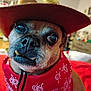 accessory, animal, bandana, brown, close_up, costume, cowboy_hat, cute, dog, domestic_animal, expression, eyes, face, fur, indoor, mouth, nose, pet, portrait, whiskers