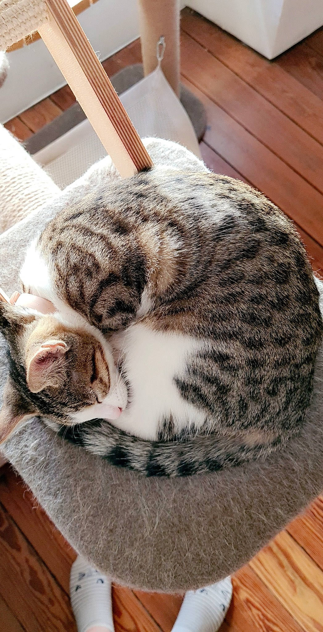 Princesse participe au concours pour gagner de l'argent avec cette photo : american_shorthair, carnivore, cat, cat_bed, dragon_li, ear, european_shorthair, fawn, felidae, fur, nap, sleep, small_to_medium_sized_cats, snout, tabby_cat, whiskers