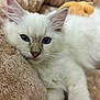 kitten, cat, blue_eyes, white_fur, fluffy, pet, animal, cute, young, lying_down, soft_texture, blanket, indoor, close_up, whiskers, ears, relaxed, feline, cozy, resting