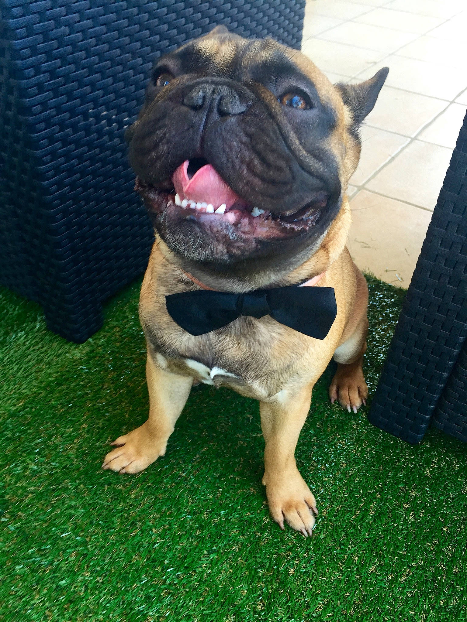 Les Loulous a rejoint le concours — aidez-le/la à gagner de superbes lots ! bulldog, canidae, carnivore, companion_dog, dog, dog_breed, dog_collar, electric_blue, fawn, flooring, grass, molosser, plant, snout, sporting_group, terrestrial_animal, toy_dog, whiskers, working_animal, wrinkle