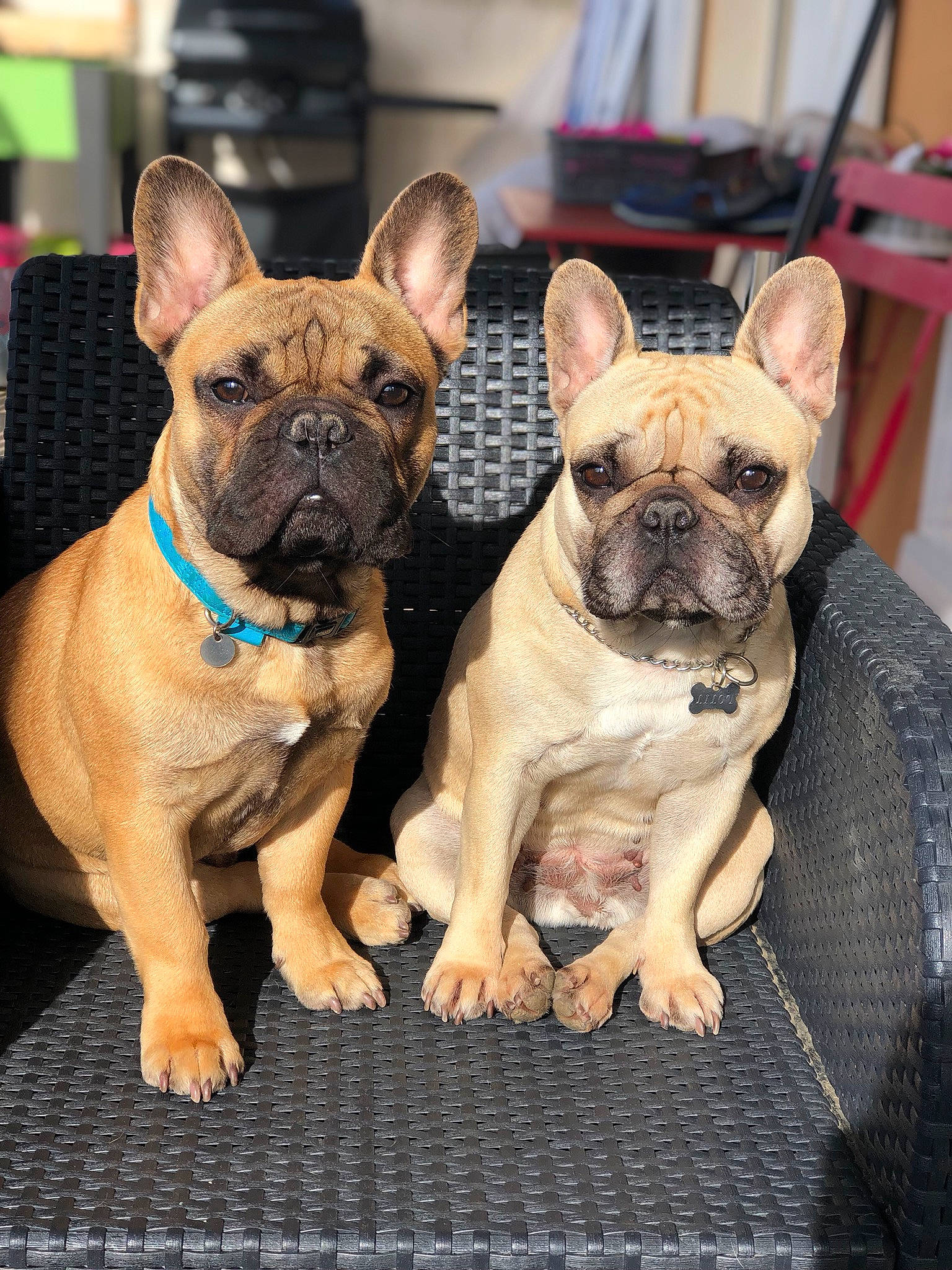 Les Loulous a rejoint le concours — aidez-le/la à gagner de superbes lots ! bulldog, canidae, carnivore, comfort, companion_dog, dog, dog_breed, ear, fawn, french_bulldog, non_sporting_group, photography, pug, snout, sporting_group, terrestrial_animal, toy_dog, whiskers, working_animal, wrinkle