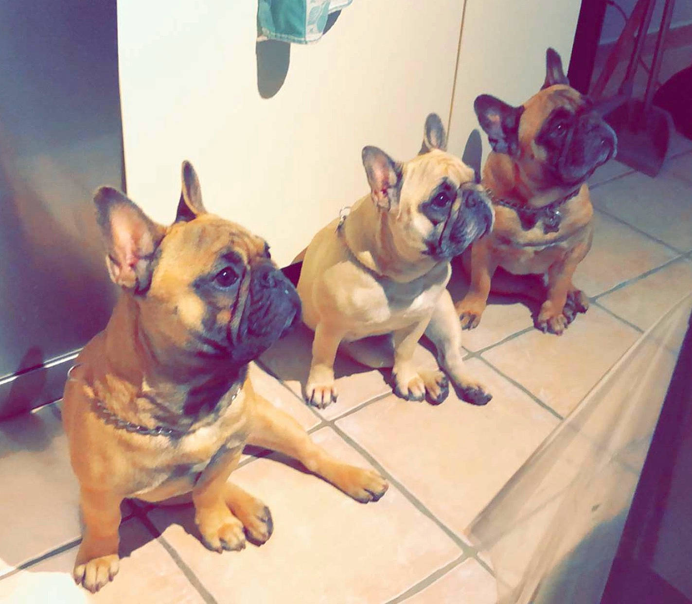 Les Loulous a rejoint le concours — aidez-le/la à gagner de superbes lots ! bulldog, canidae, carnivore, comfort, companion_dog, dog, dog_breed, fawn, felidae, flooring, french_bulldog, molosser, non_sporting_group, snout, sporting_group, terrestrial_animal, toy_dog, whiskers, working_animal, wrinkle