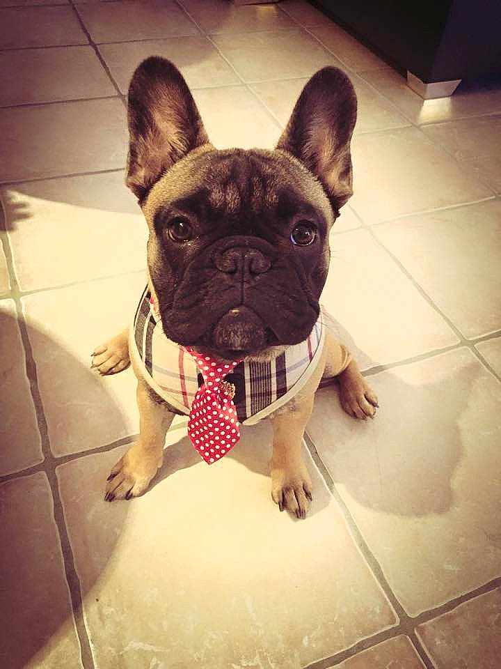 Les Loulous a rejoint le concours — aidez-le/la à gagner de superbes lots ! bulldog, carnivore, companion_dog, dog, dog_breed, fawn, fictional_character, floor, flooring, french_bulldog, human_body, pug, selfie, snout, sporting_group, terrestrial_animal, toy_dog, whiskers, working_animal, wrinkle