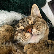 Saya a rejoint le concours — aidez-le/la à gagner de superbes lots ! cat, tabby, sleeping, close_up, whiskers, fur, paw, blanket, cozy, pet, animal, relaxing, cute, domestic_cat, face, nose, ear, indoor, resting, feline